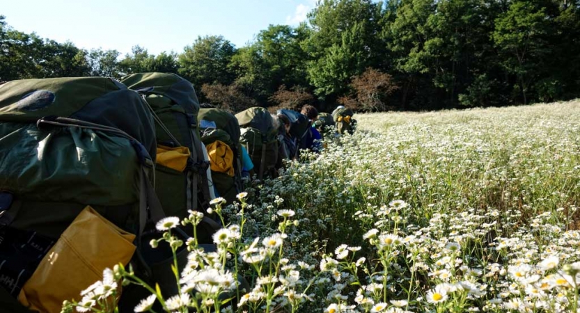 a group of backpackers hike in a single file line through a field of wildflowers. 